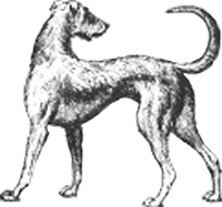 Long_Dog Long Dog